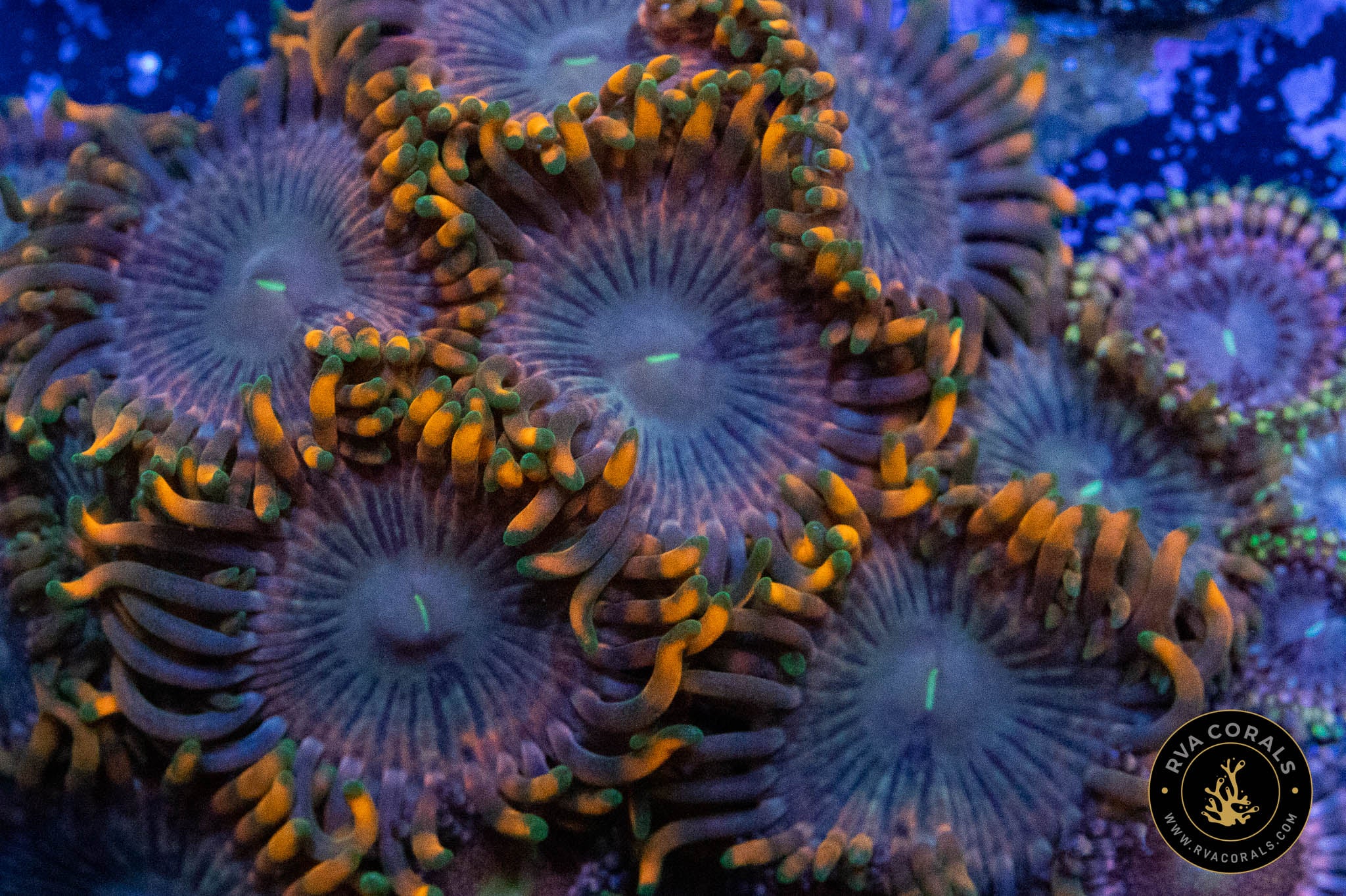 Fairy Fart RVA Corals fairy-fart-rva-corals