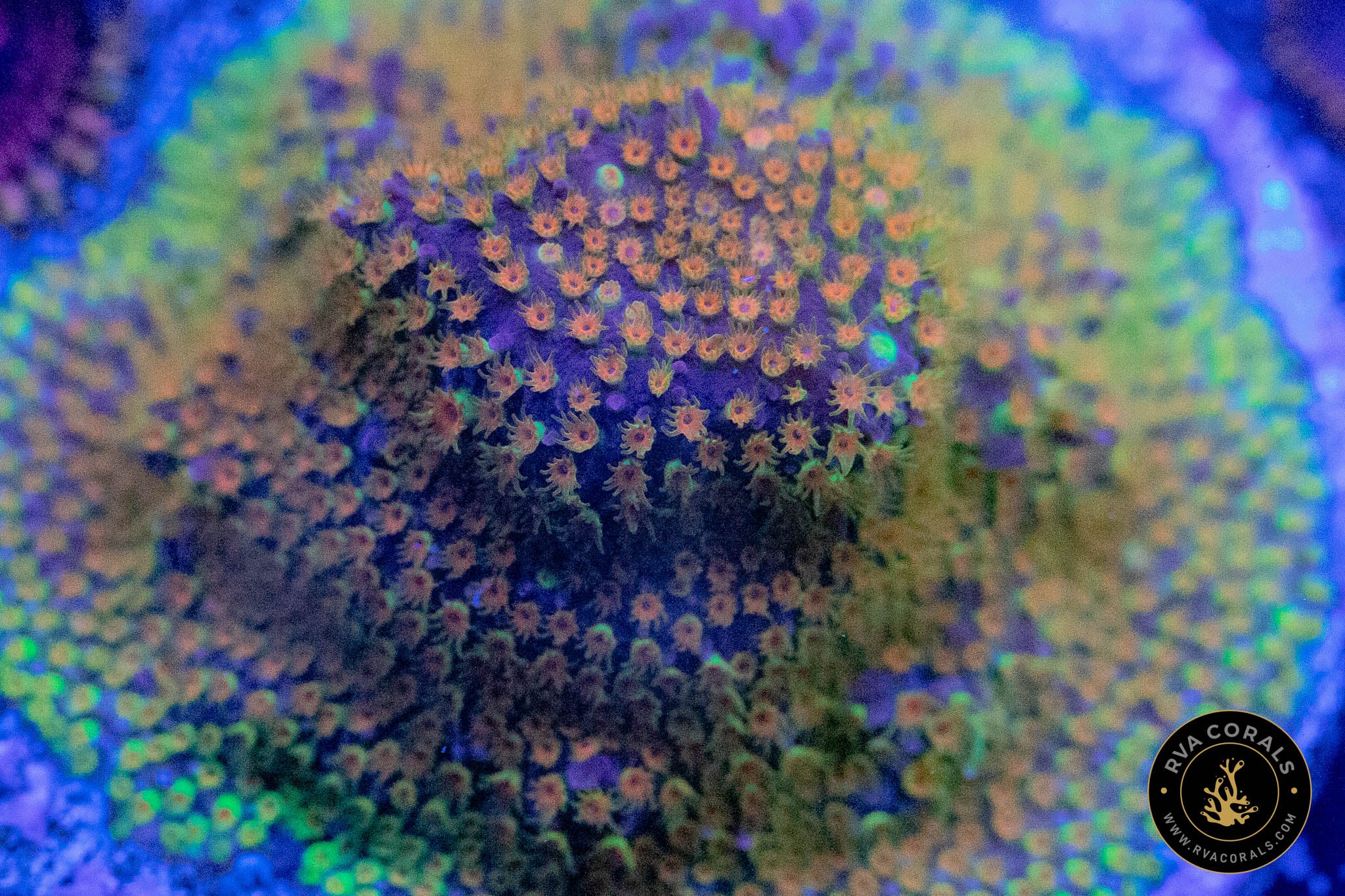 What did I buy? Looney Tunes Stylo or Bizarro Cyphastrea or? : r/ReefTank