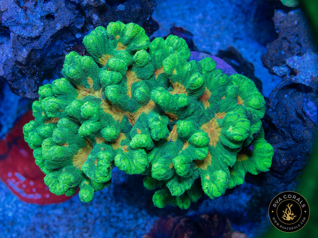 Space Invader Pectinia – RVA Corals