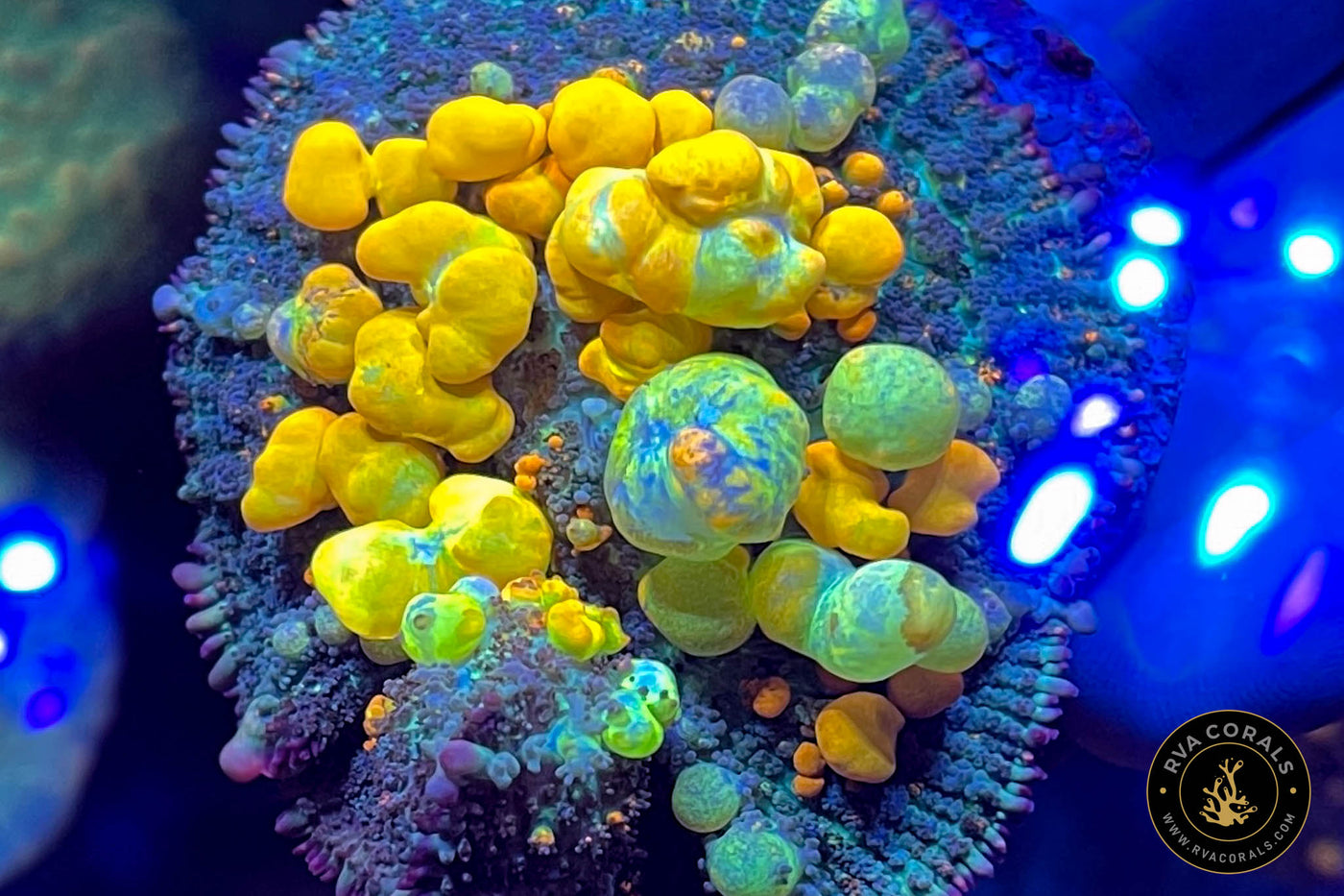 OG Bounce Mushroom RVA Corals